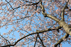 仏生山公園
