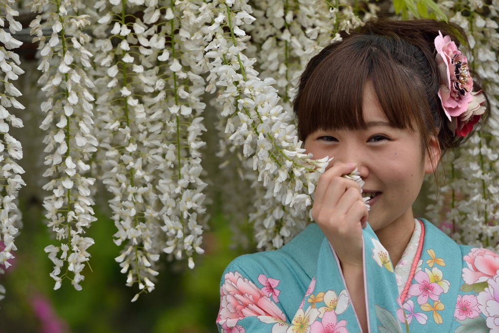 石井町藤まつり
