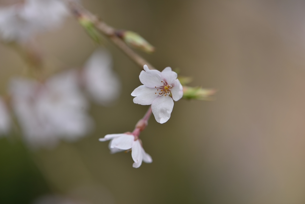堀池の枝垂れ桜