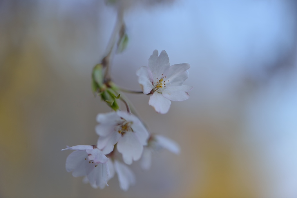 しだれ桜