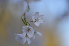 しだれ桜