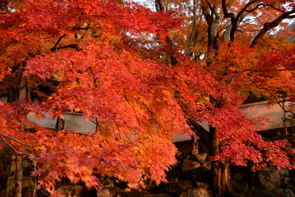 大窪寺