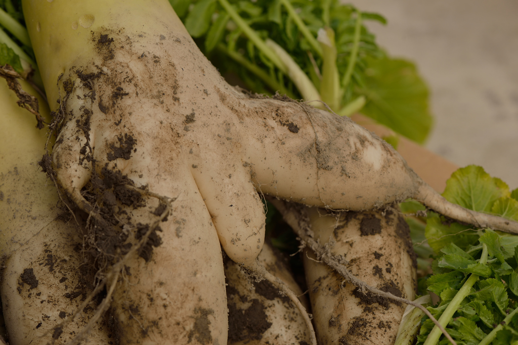 チビチン（笑）