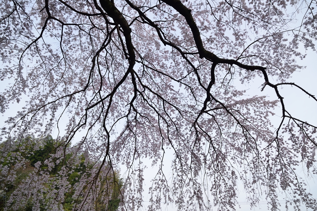 堀池の枝垂れ桜