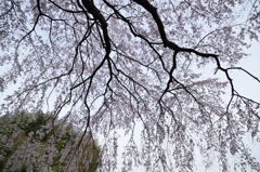 堀池の枝垂れ桜