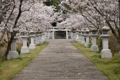 桜道