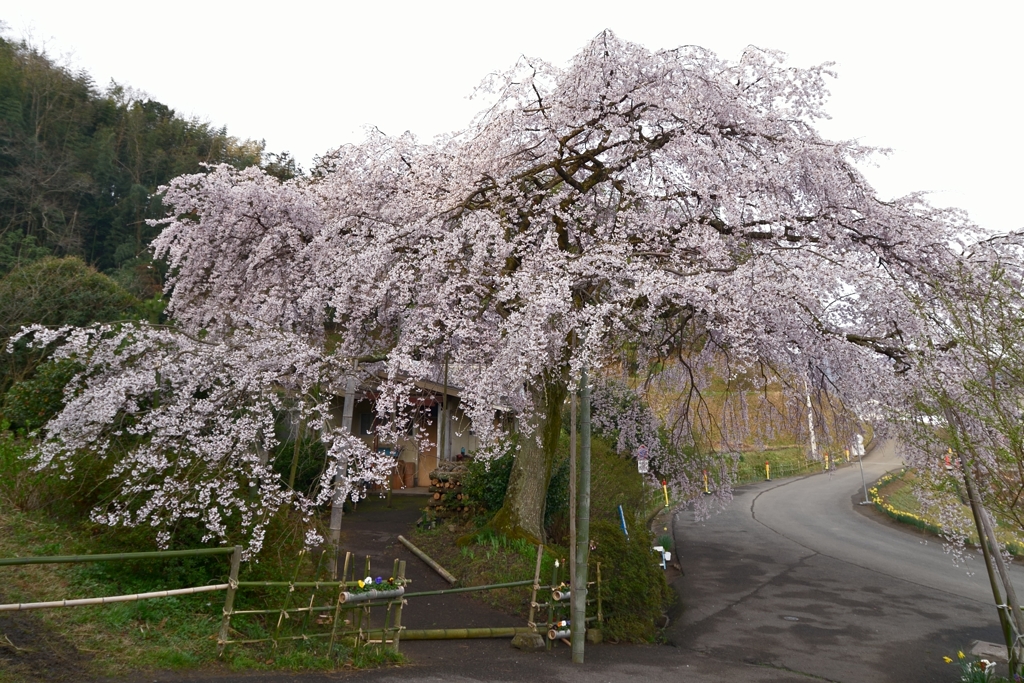 堀池の枝垂れ桜
