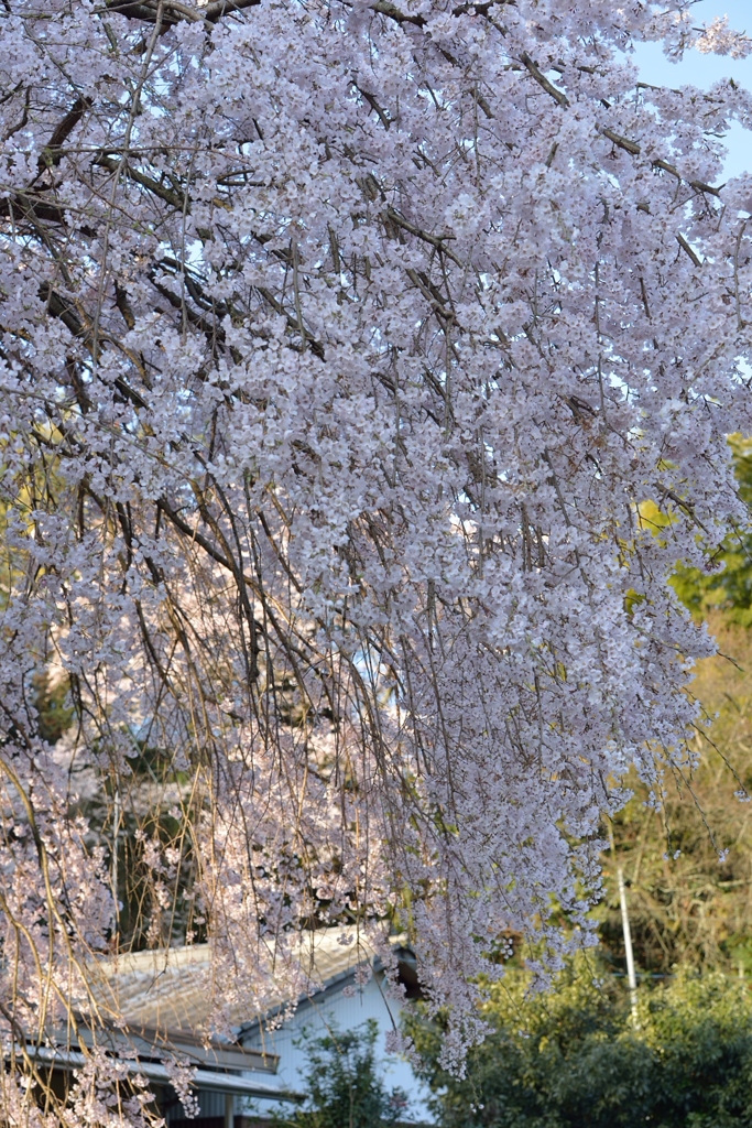 しだれ桜
