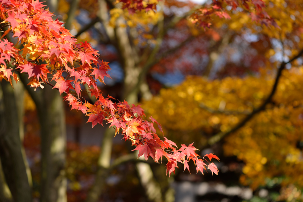 紅葉