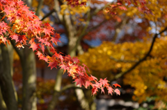 紅葉