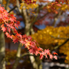 紅葉