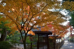 栗林公園の紅葉