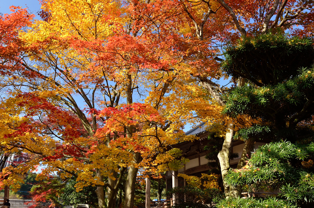 紅葉