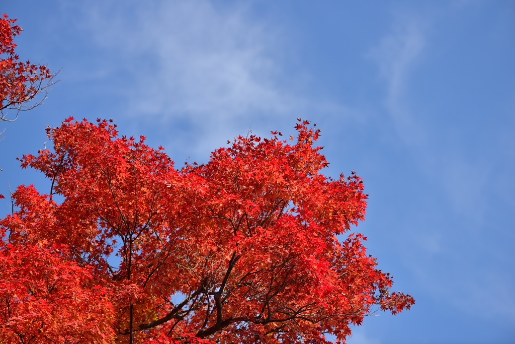 紅葉
