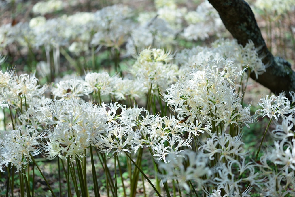 曼珠沙華