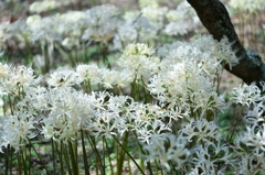 曼珠沙華