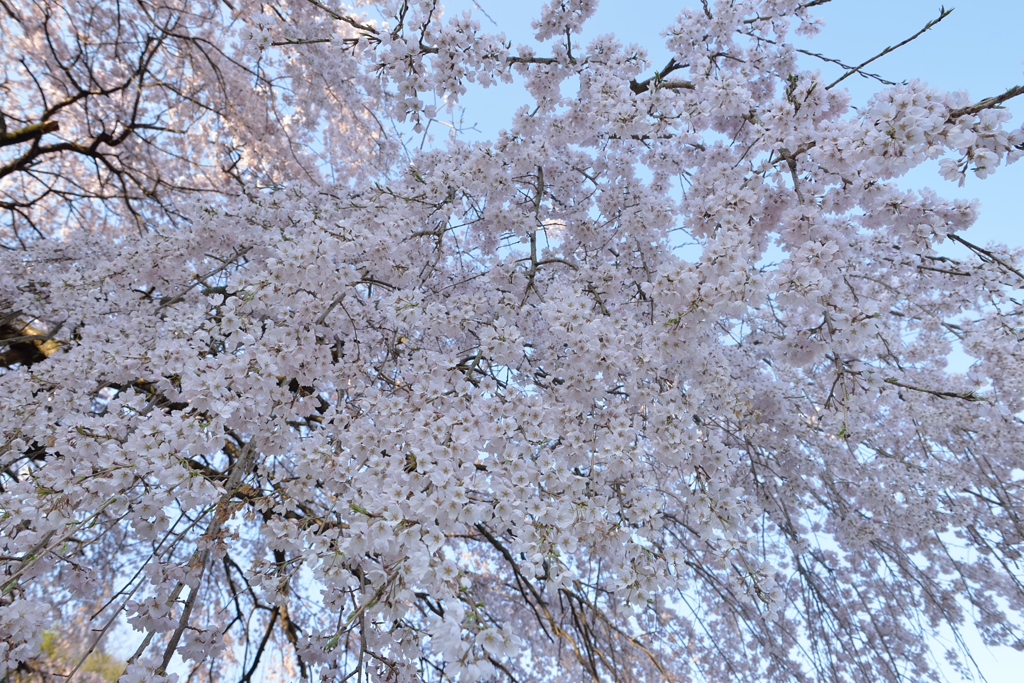 しだれ桜