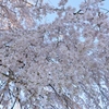 しだれ桜