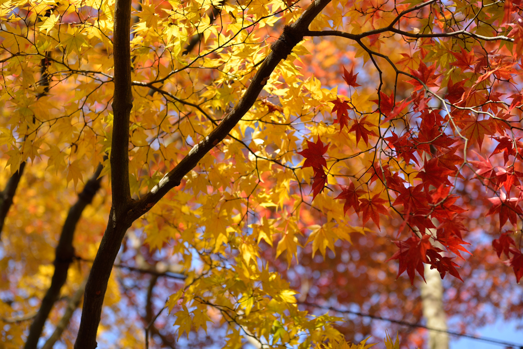 紅葉