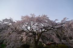 堀池の枝垂れ桜