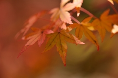 紅葉