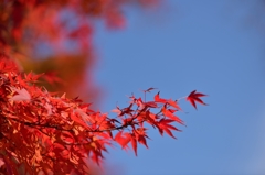紅葉