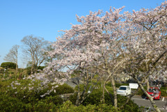 仏生山公園