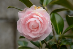 庭に咲く花