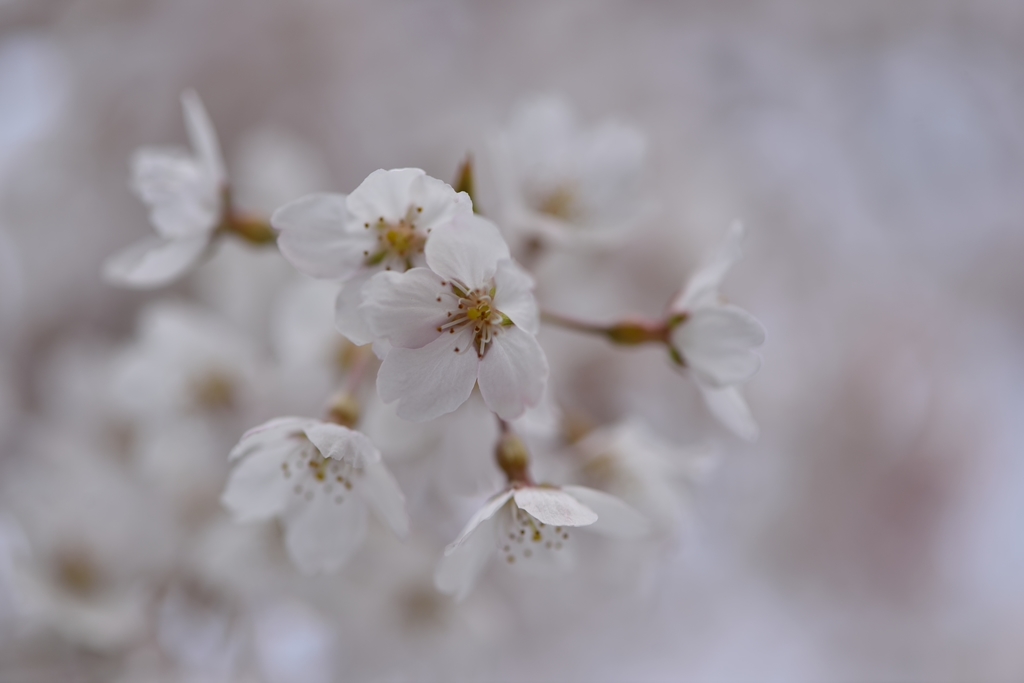 堀池の枝垂れ桜