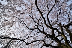 堀池の枝垂れ桜