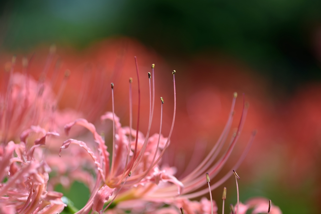 曼珠沙華