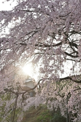 堀池の枝垂れ桜