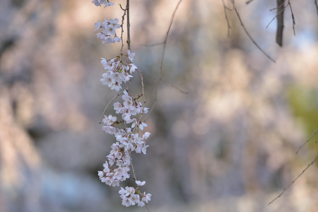 しだれ桜