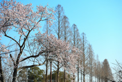 仏生山公園