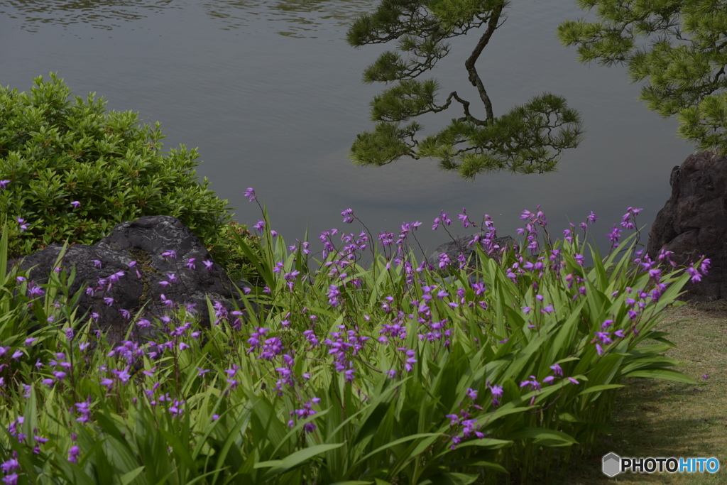 春の庭「花薔薇」