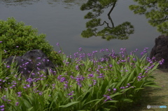 春の庭「花薔薇」