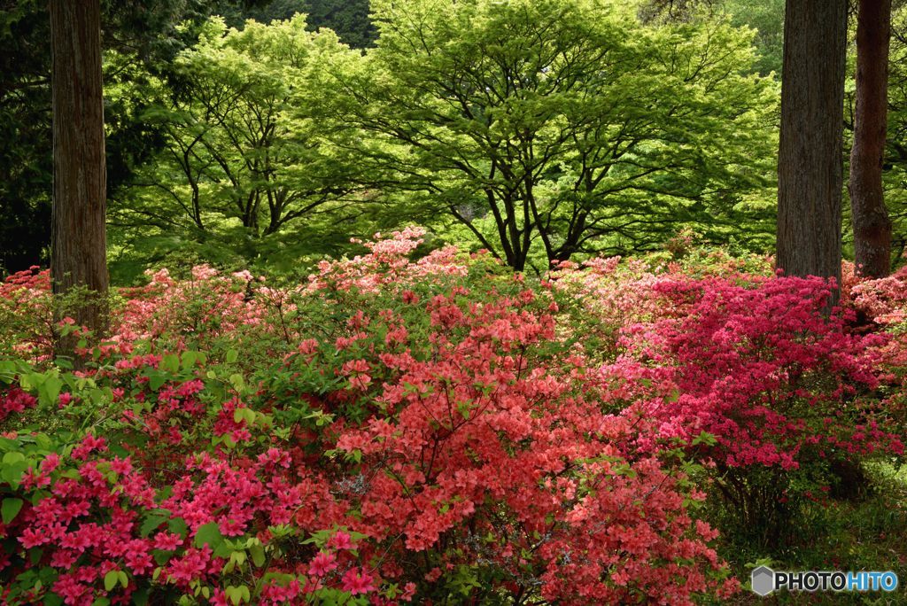ツツジの森