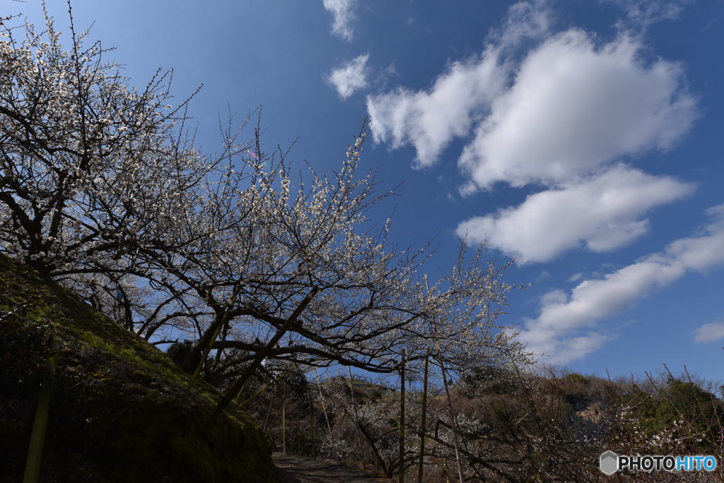 山里の梅林