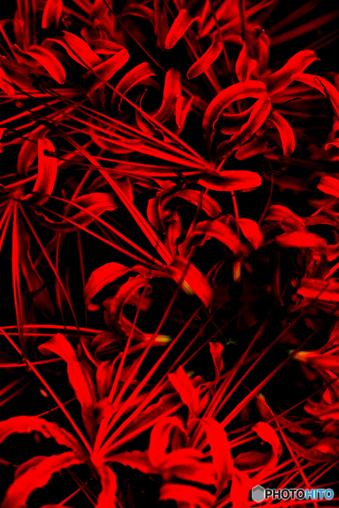 曼珠沙華