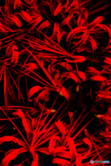 曼珠沙華