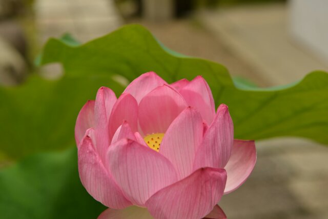当麻寺