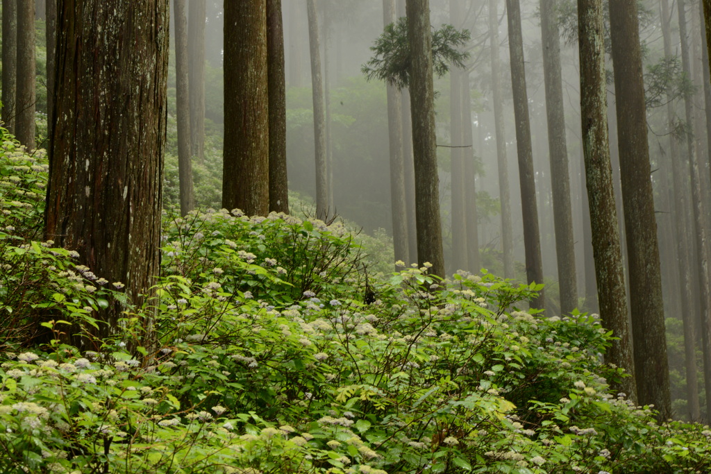 コアジサイ群生