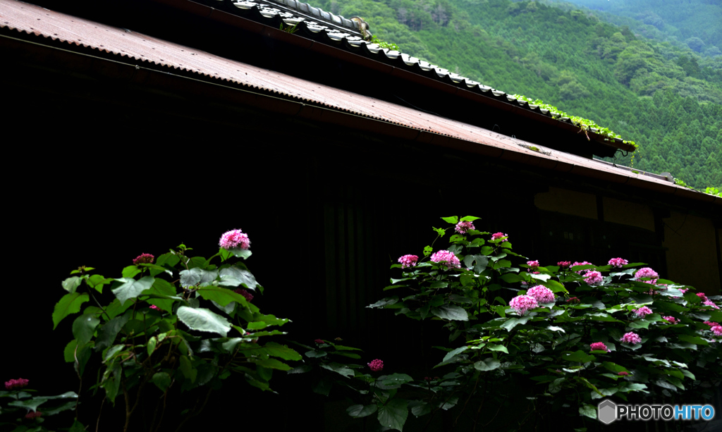 忘れられた花