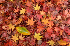落ち葉模様