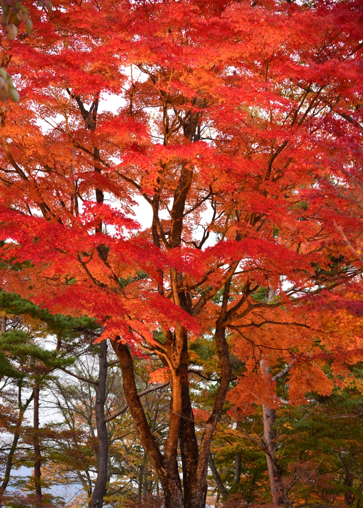 燃える紅葉