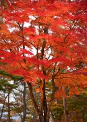 燃える紅葉