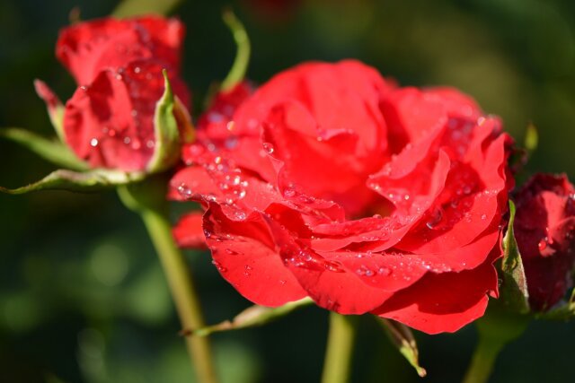 薔薇