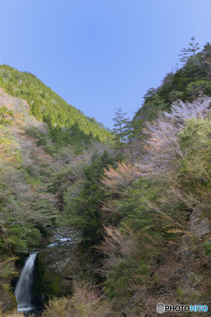 春の高野大滝