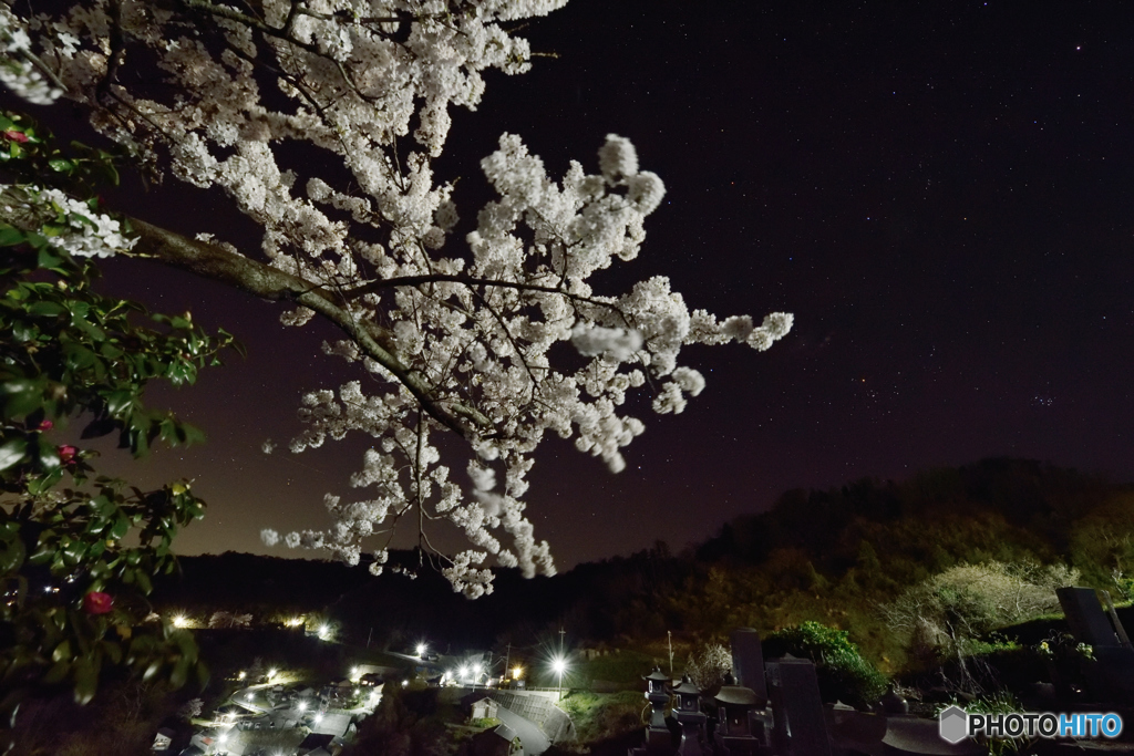 墓地に咲く桜