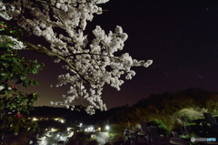 墓地に咲く桜